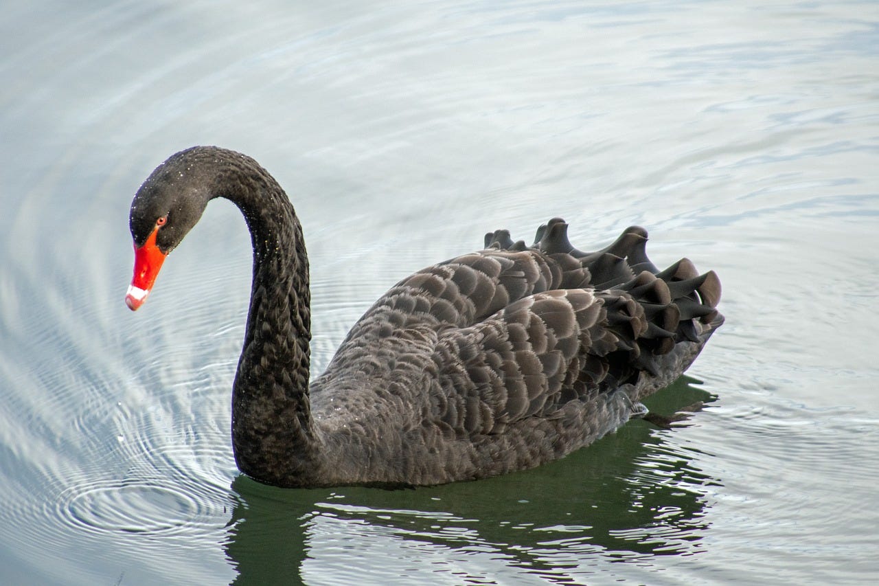 A black swan swimming on a lake