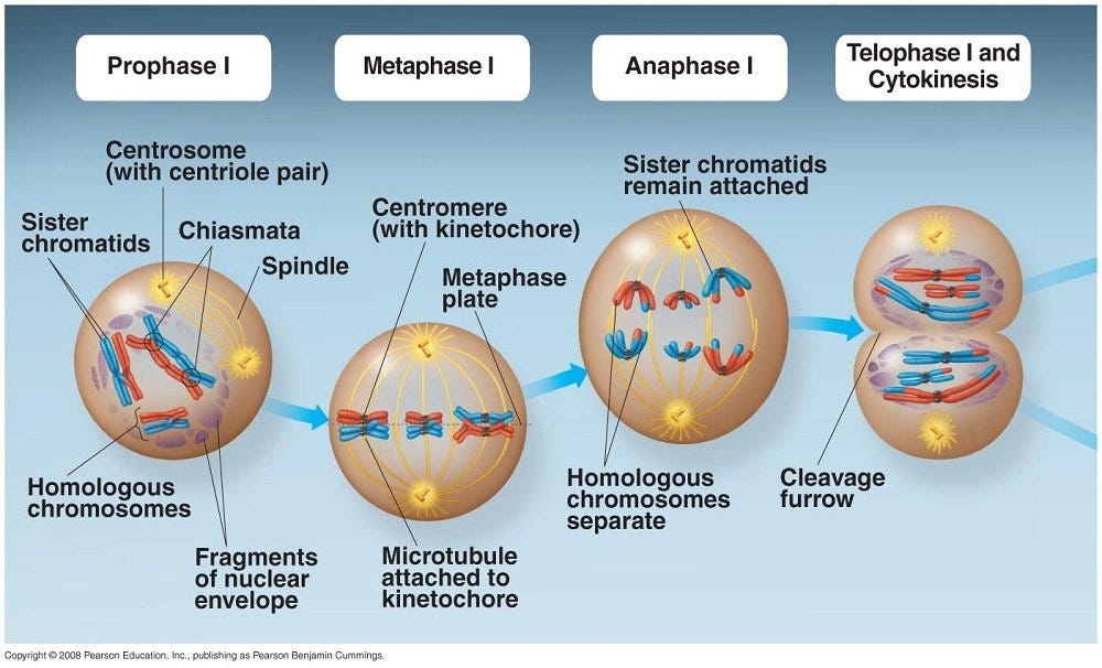 Meiosis | by Biology Experts Notes | Medium
