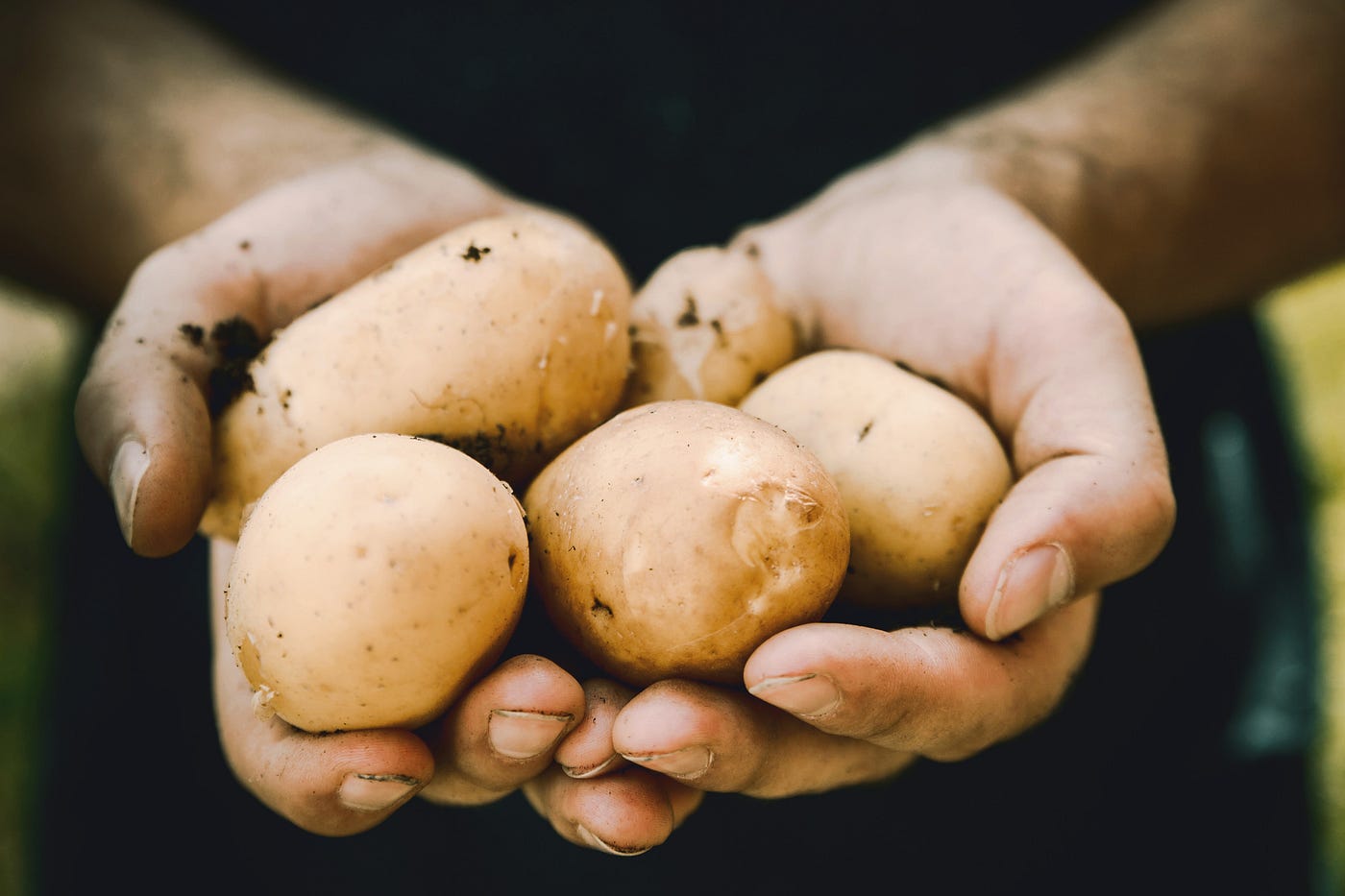 Two hands hold several small potatos. We cannot see anything of the person except the lower arms and the hands. A new study shows diets with beans or potatoes both lead to weight loss.