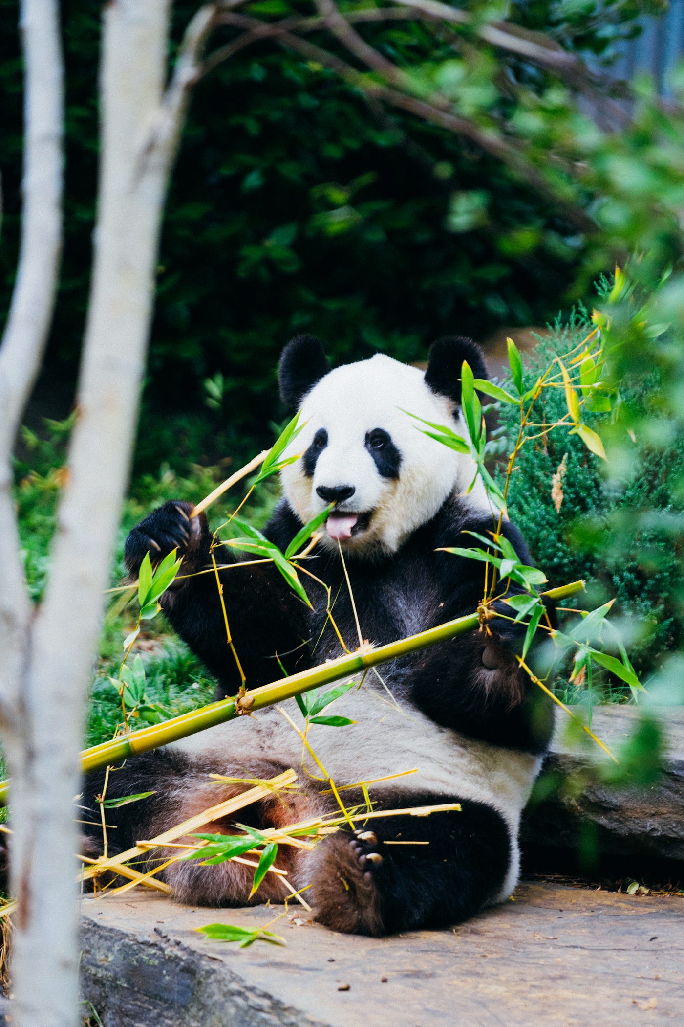 Python Pandas Library for Beginners: A Simplified Guide for Getting Started  and Ditching Spreadsheets | by Eric Kleppen | DataDrivenInvestor