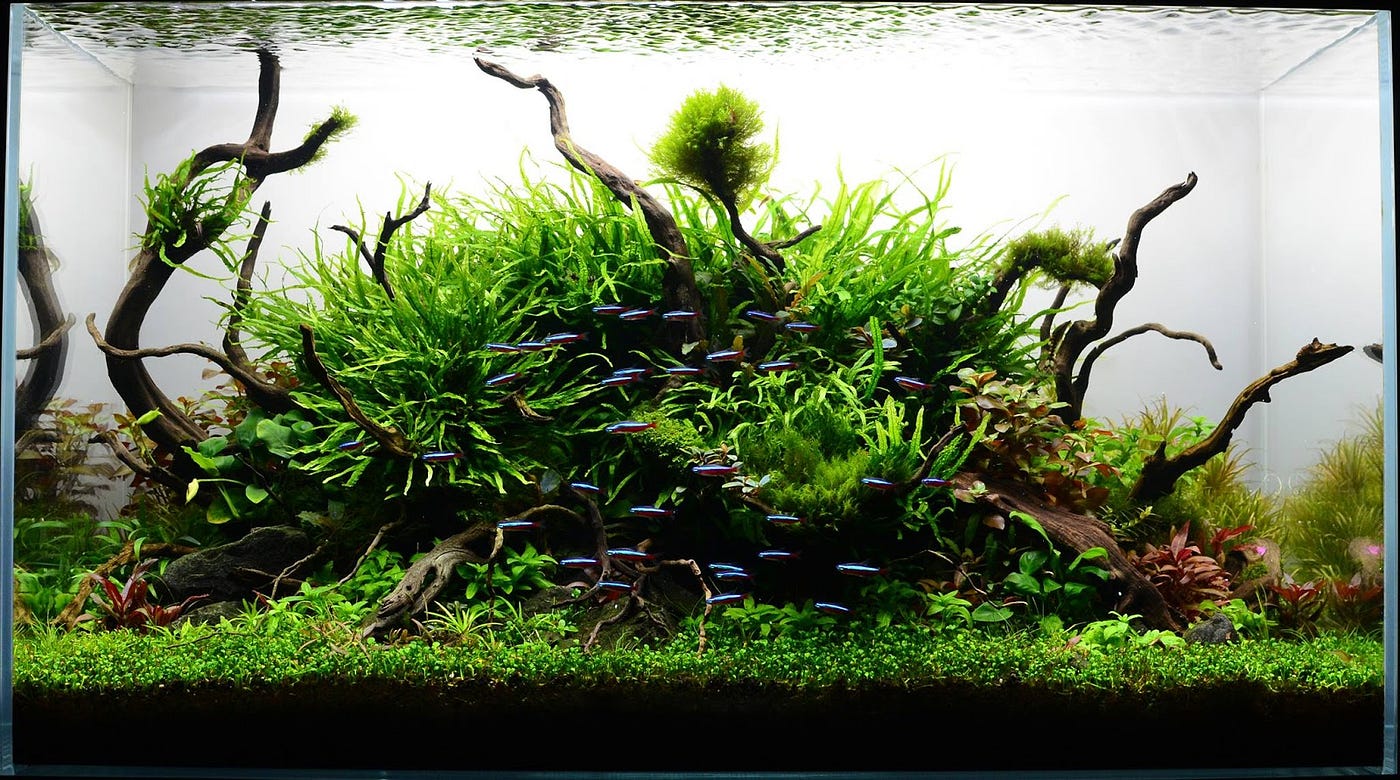 Can I use stones and driftwood in My Planted Aquascape?