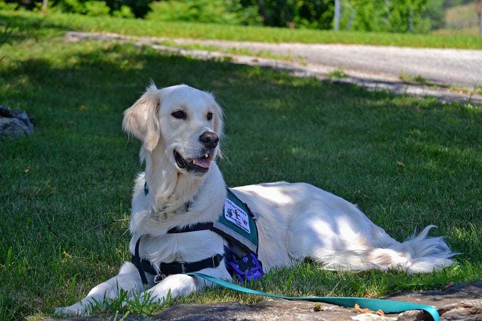 but-a-dog-is-a-dog-the-difference-between-service-dogs-by-kathleen-hetrick-medium