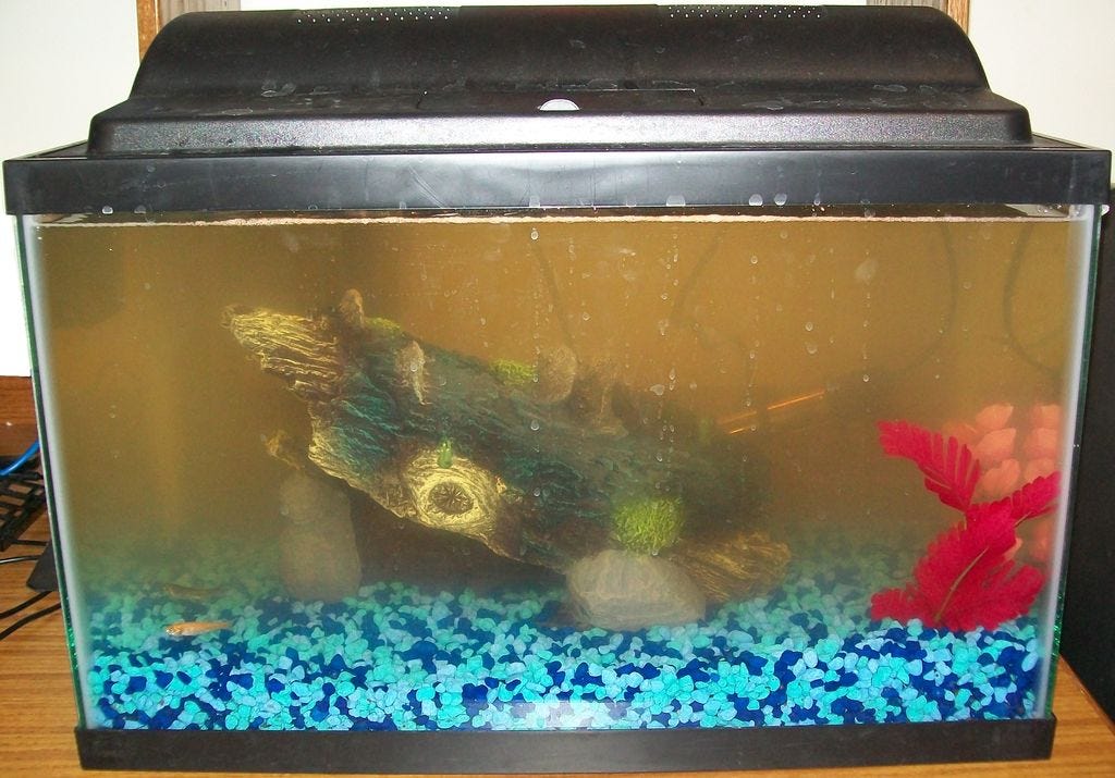 akvaryumda berrak su nasil saglanir by cofish cofish akvaryum medium