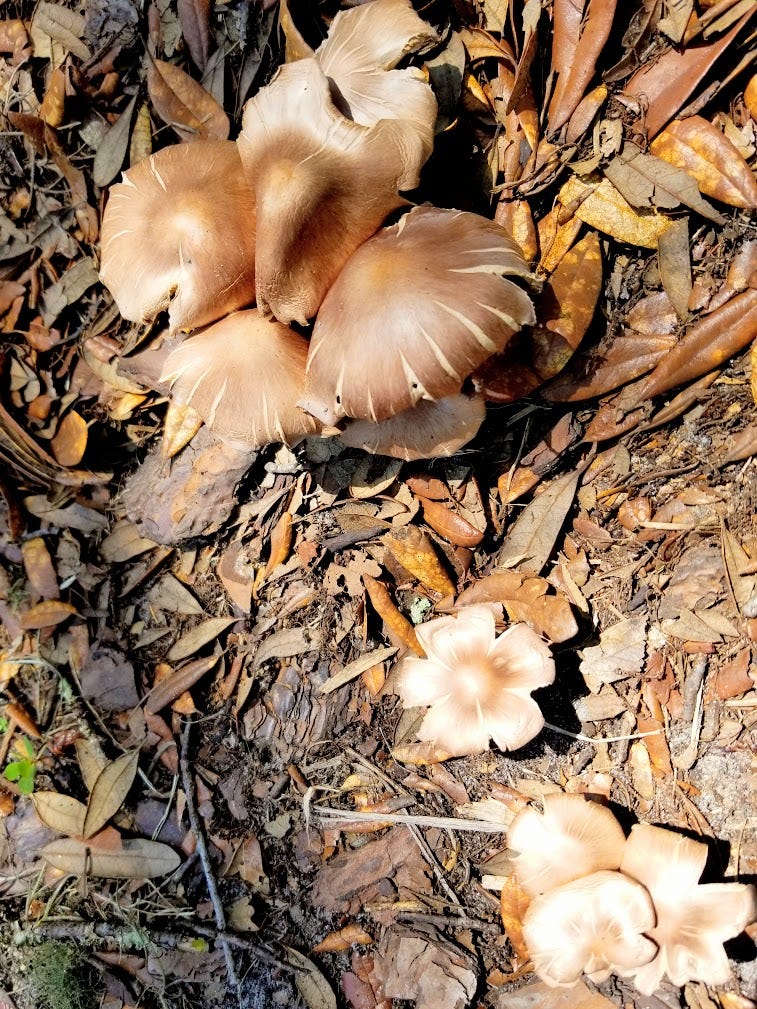 What Rhymes With Fungi A Weird Poem By Dennett Weeds 