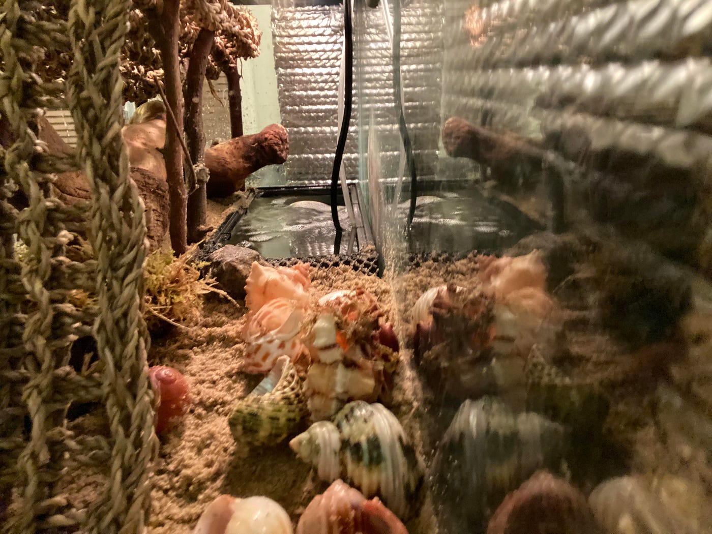 wire mesh hermit crab cage