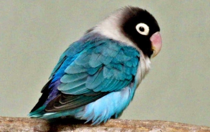 Macam Macan Jenis Lovebird Yang Ada Di Indonesia Oki Adi Putra