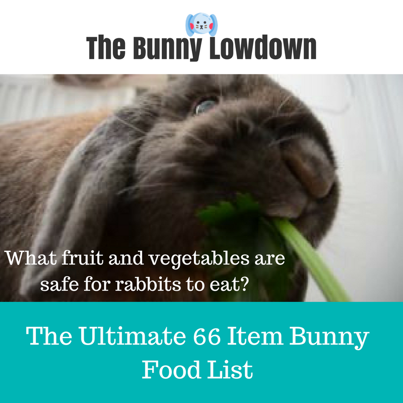 Rabbit Food List What’s safe for my Rabbit to eat? by Kris Barton