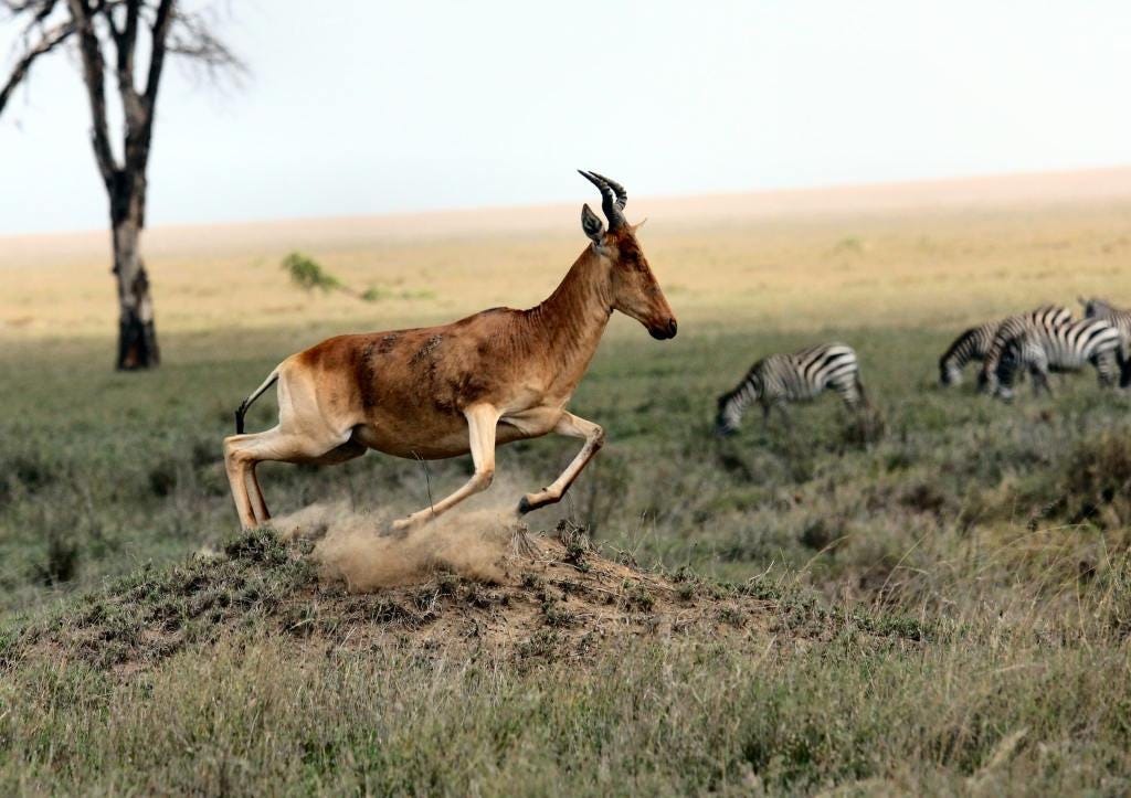 How To Release Trauma Shake Like A Gazelle By Jenn Tomomitsu Phd Medium