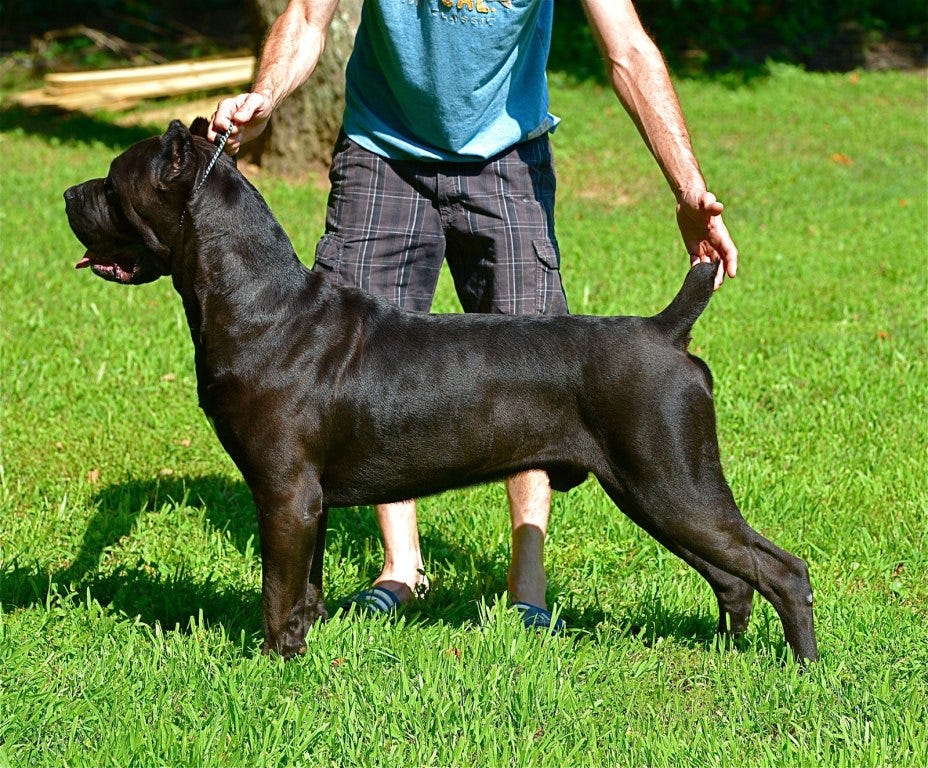 Cane Corso Breeder. Bringing New Cane Corso Puppy Home is… | by Cane Corso  Puppies | Medium