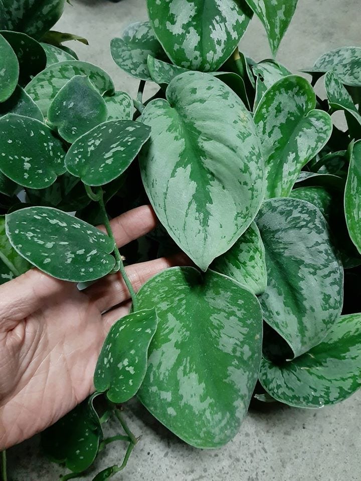 煩惱如何綠化自己的家嗎 開箱大明星的家 跟著怪奇物語的警長學植物擺設 By 彭彭 生活品植 Medium