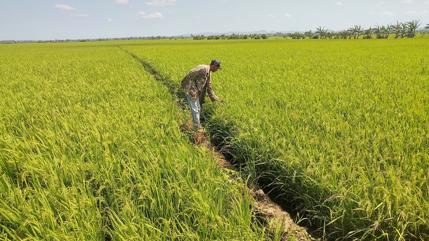 Conscientious Cultivation. USAID is helping Dominican farmers… | by ...