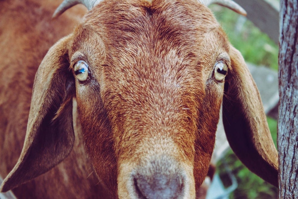 Goats have creepy eyes. Goats are adorable. I mean, have you… by Thought Confetti Medium