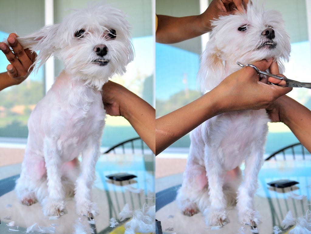 Best way to clean dog hair off hardwood floors by