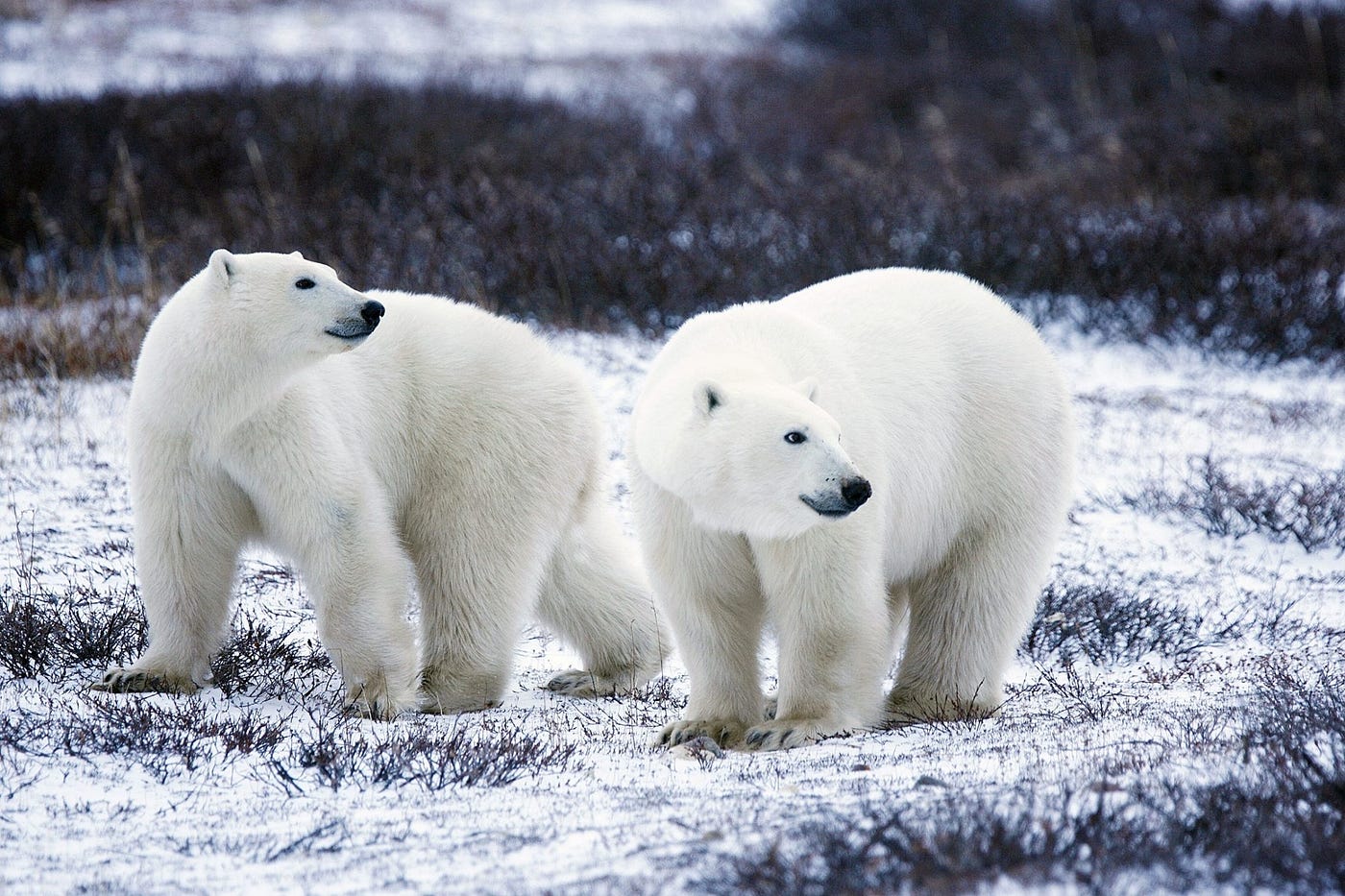 15 Interesting Facts About Polar Bear. | by Dawn Bradnick Jorgensen | Medium