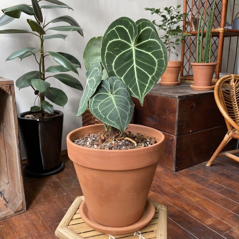 只有間接光線的地方 可以養什麼植物呢 適合明亮散射光的6大類植物推薦 生活品植 Medium 只有間接光線的地方 可以養什麼植物呢 適合明亮散射光的6大類植物推薦 生活品植 Medium