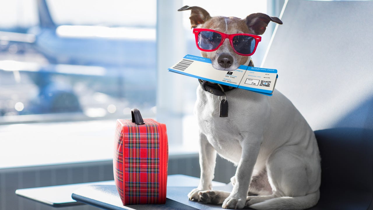 Petinizle Tatil Hayal Degil Evcil Hayvan Kabul Eden Oteller By Mehmet Flatart Medium