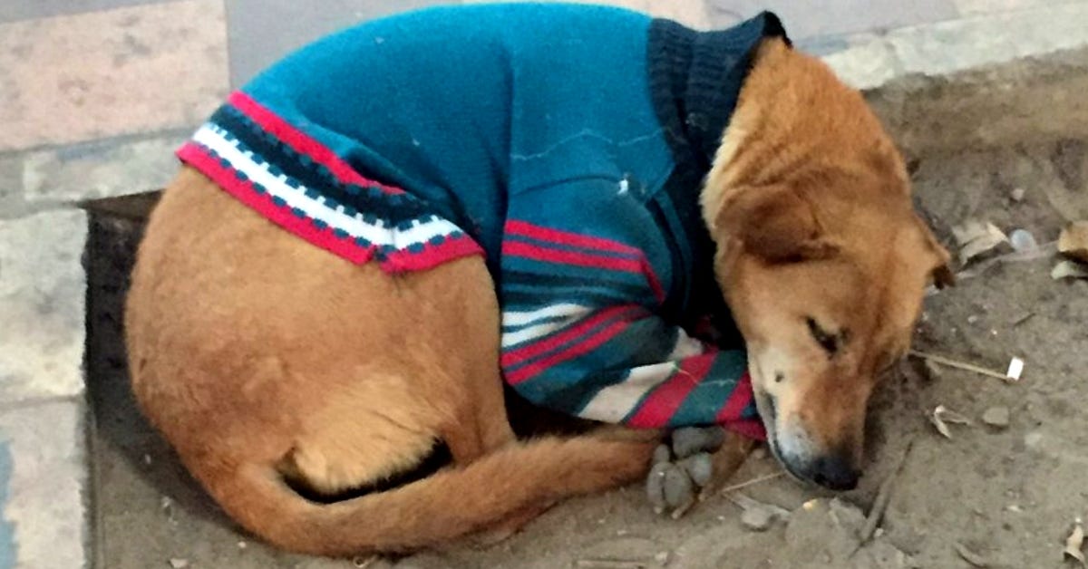 how to take care of stray dogs in winter