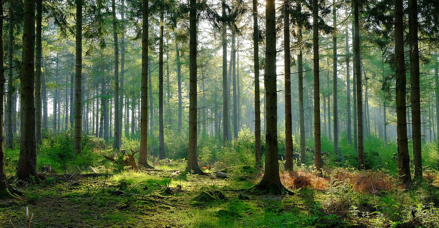 Green Forest