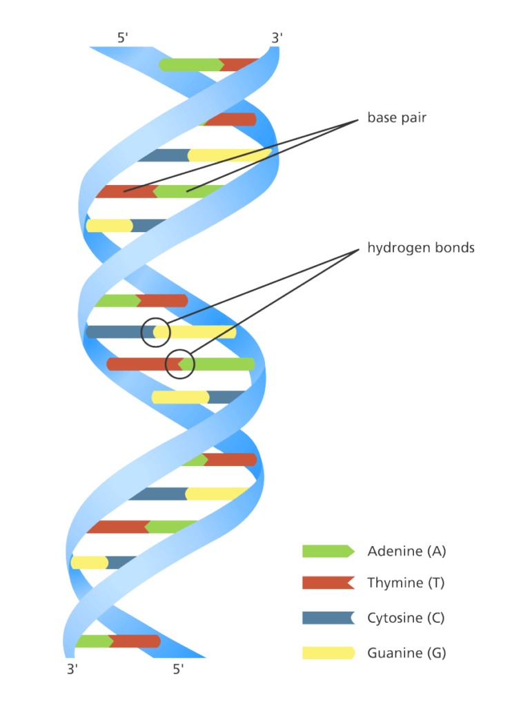 Dna Structure Function A Simple Guide By The Human Origin Project Medium
