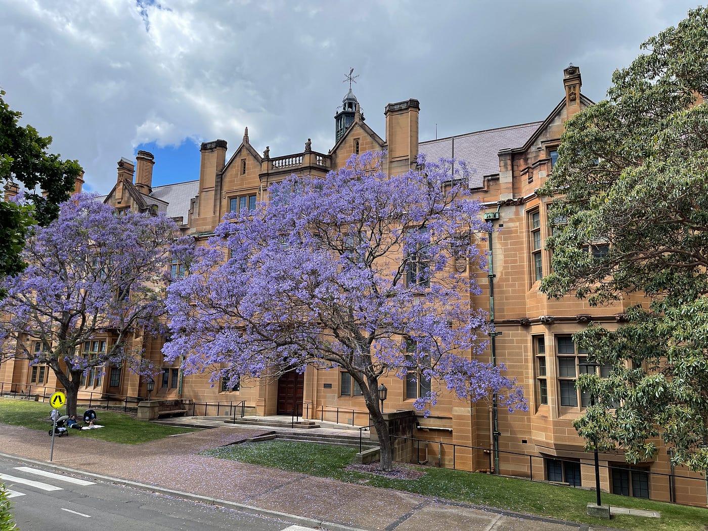 A university sandstone building in Australia is in the background. Trees flowering in purple perch in front of the regal building.