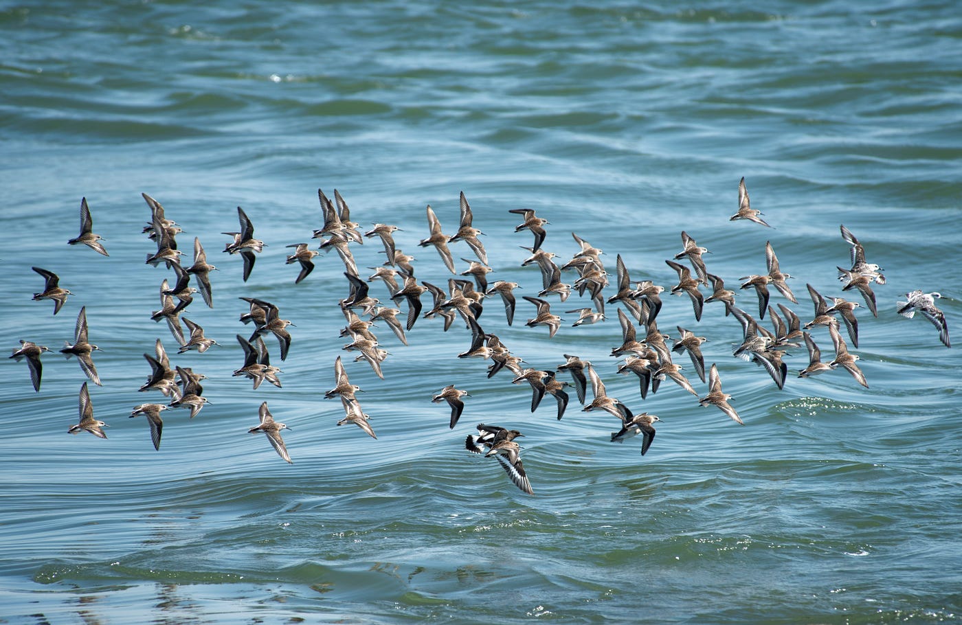 Photo of birds flying over body of water as they migrate for Justiss Goode Medium story about weekly story migration.
