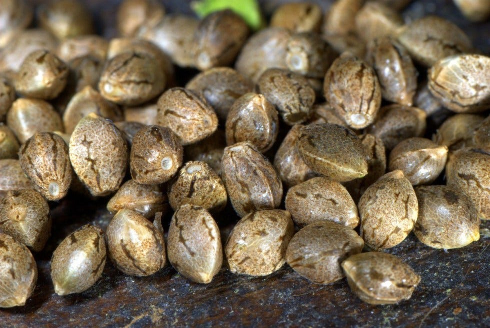 How To Germinate Cannabis Seeds How To Germinate Your Cannabis Seeds By Janda Enterprises Medium