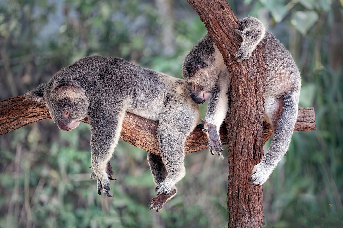 Two koalas sleep as they drape over tree limbs.