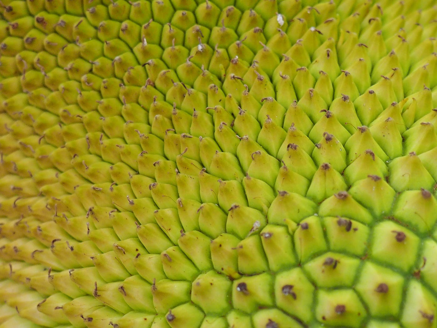 Jackfruit Health Benefits (& More) Your Ultimate Guide to Jackfruit