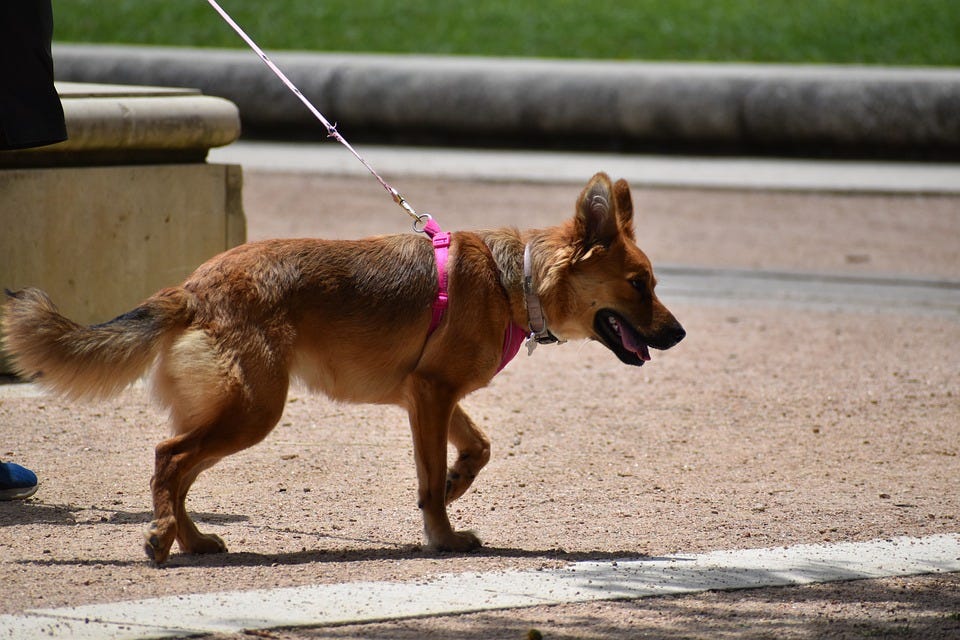 How to Teach a Dog to Walk on a Leash