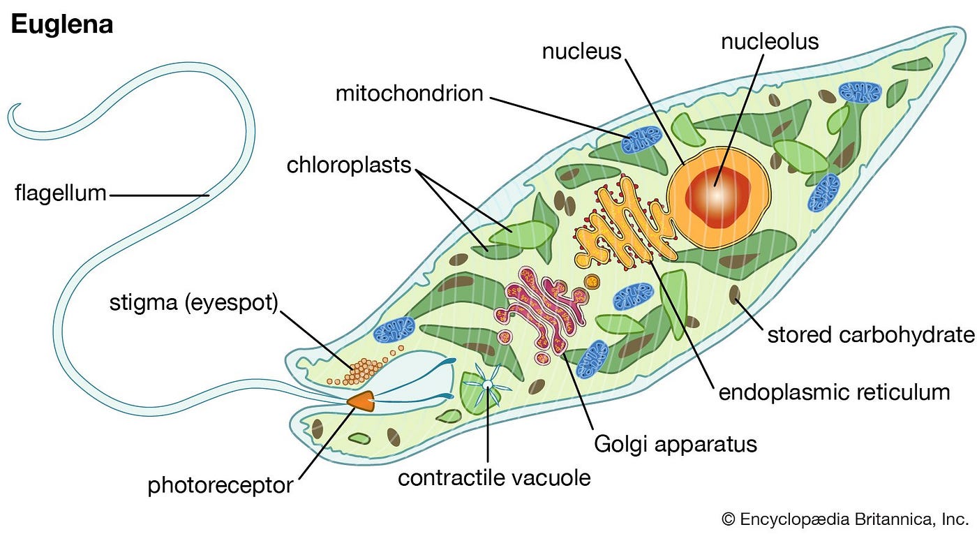 KINGDOM PROTOCTISTA (UNICELLULAR EUKARYOTES) by Biology Experts Notes