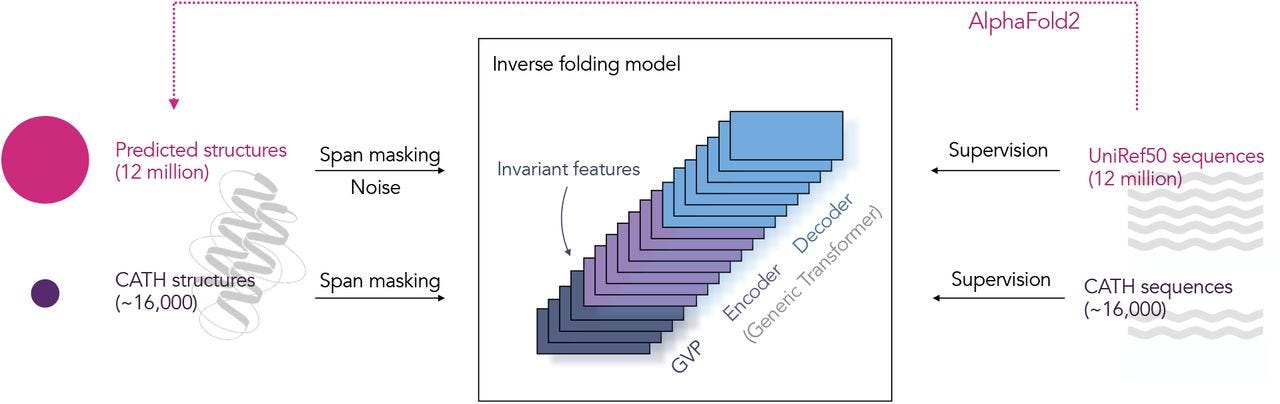 ESM-IF1 inverse folding model