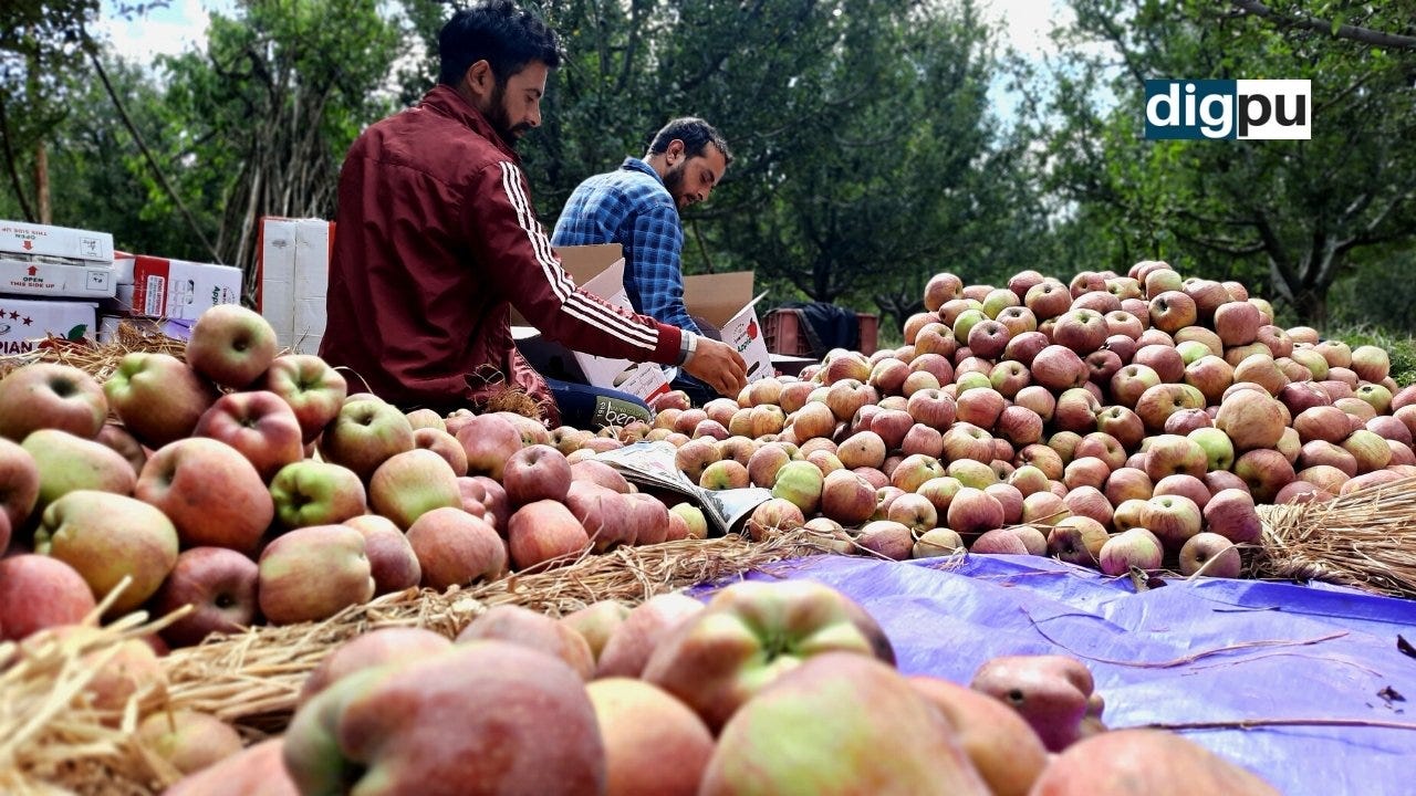 In Pics: Traditional apple produce is fetching lucrative prices in Kashmir