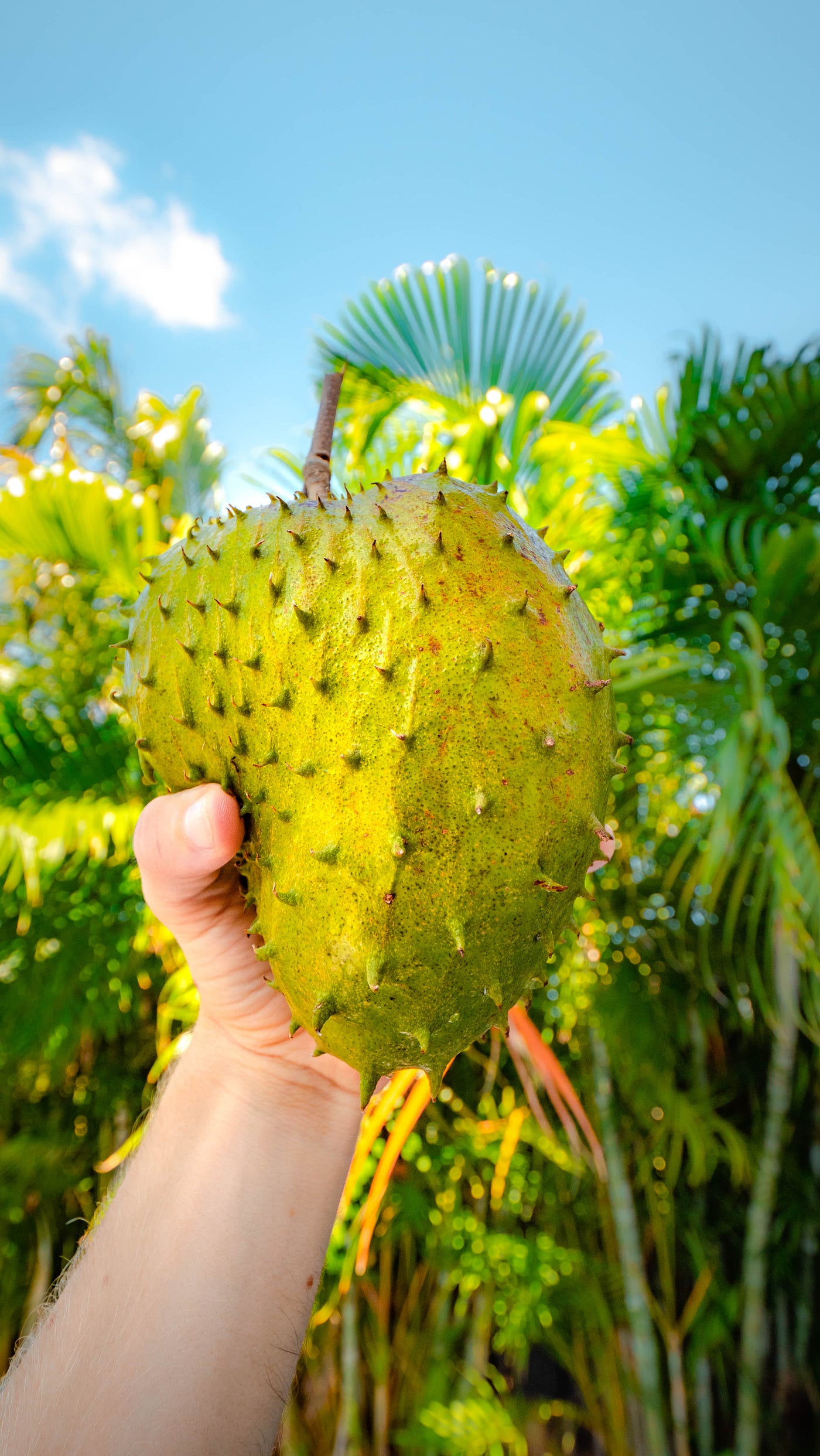 Vagina Fruit