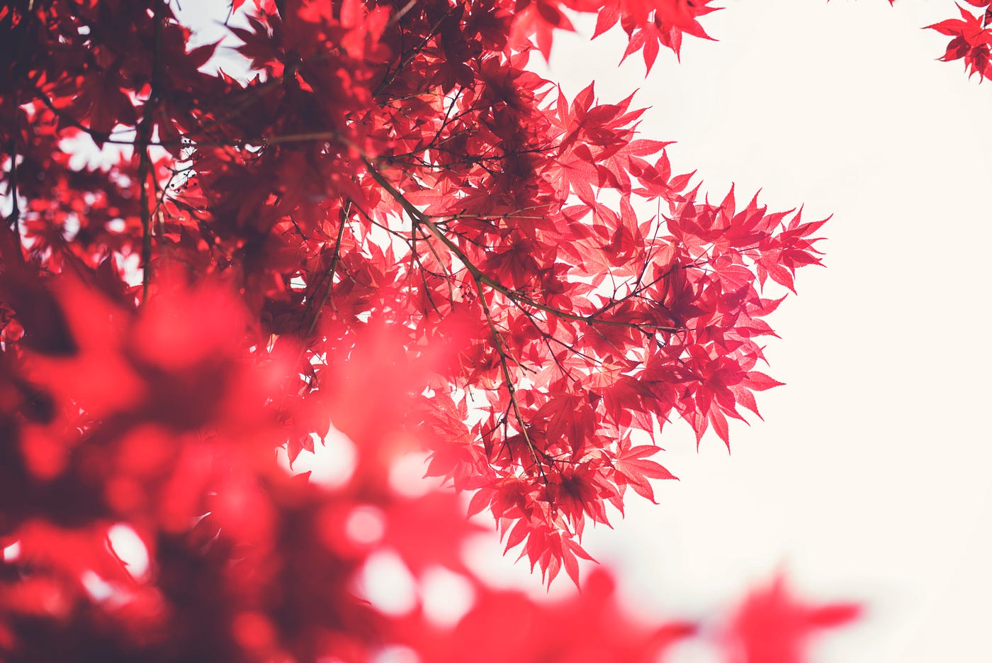 俳句 短歌 恋の歌 By 結城 奏 日本語で読む Medium