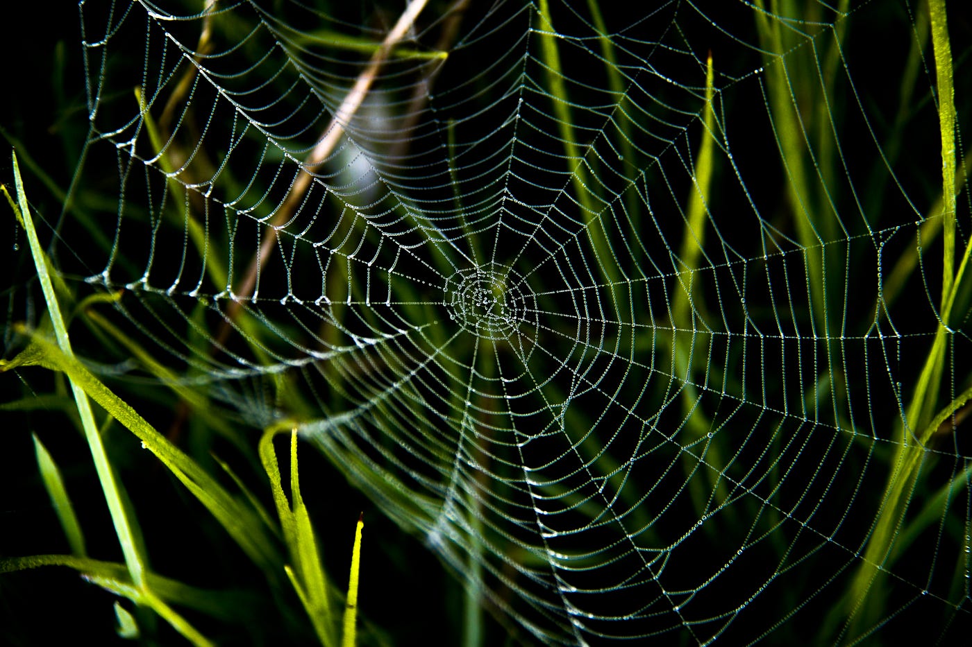 Don't Fall Into This Python Trap. A condition check that gives the same… |  by Renan | Python in Plain English