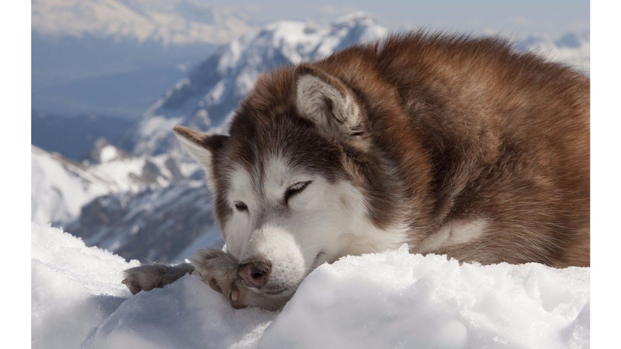 Cách nhận biết chó Siberian Husky thuần chủng chính xác nhất by