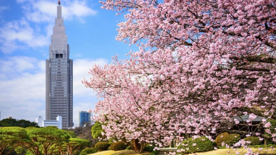 日本東京 新宿御苑 Shinjuku Gyoen National Garden 最美賞櫻景點攻略 By 葉小明 Medium