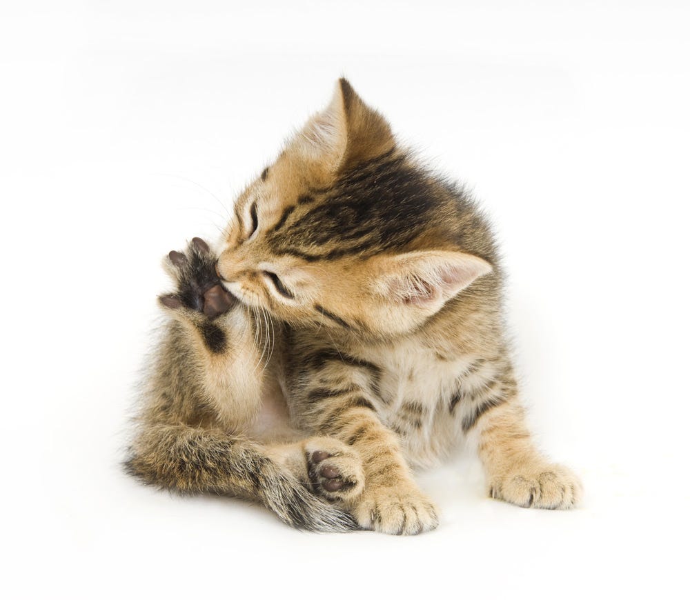 wheat cat litter problems