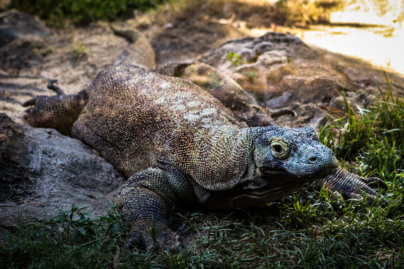The Fascinating Self-Breeding of Komodo Dragons | by Sam Westreich, PhD