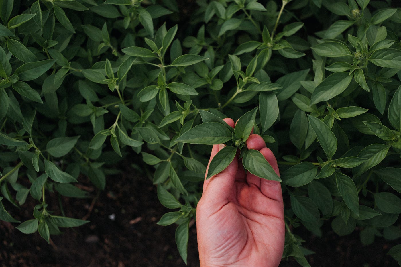 How I Grow A Healthy Bushy Basil. Planting herds are one of the most