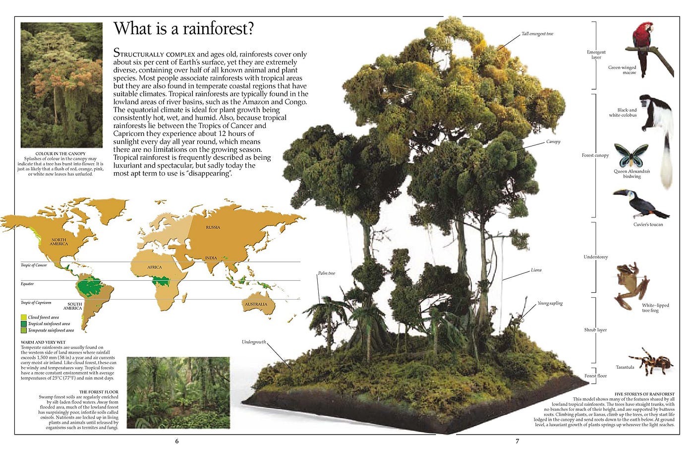 Amazon Rainforest Amazon Is The World S Largest Tropical By Md Rahat Islam Medium Amazon Rainforest Amazon Is The World S Largest Tropical By Md Rahat Islam Medium