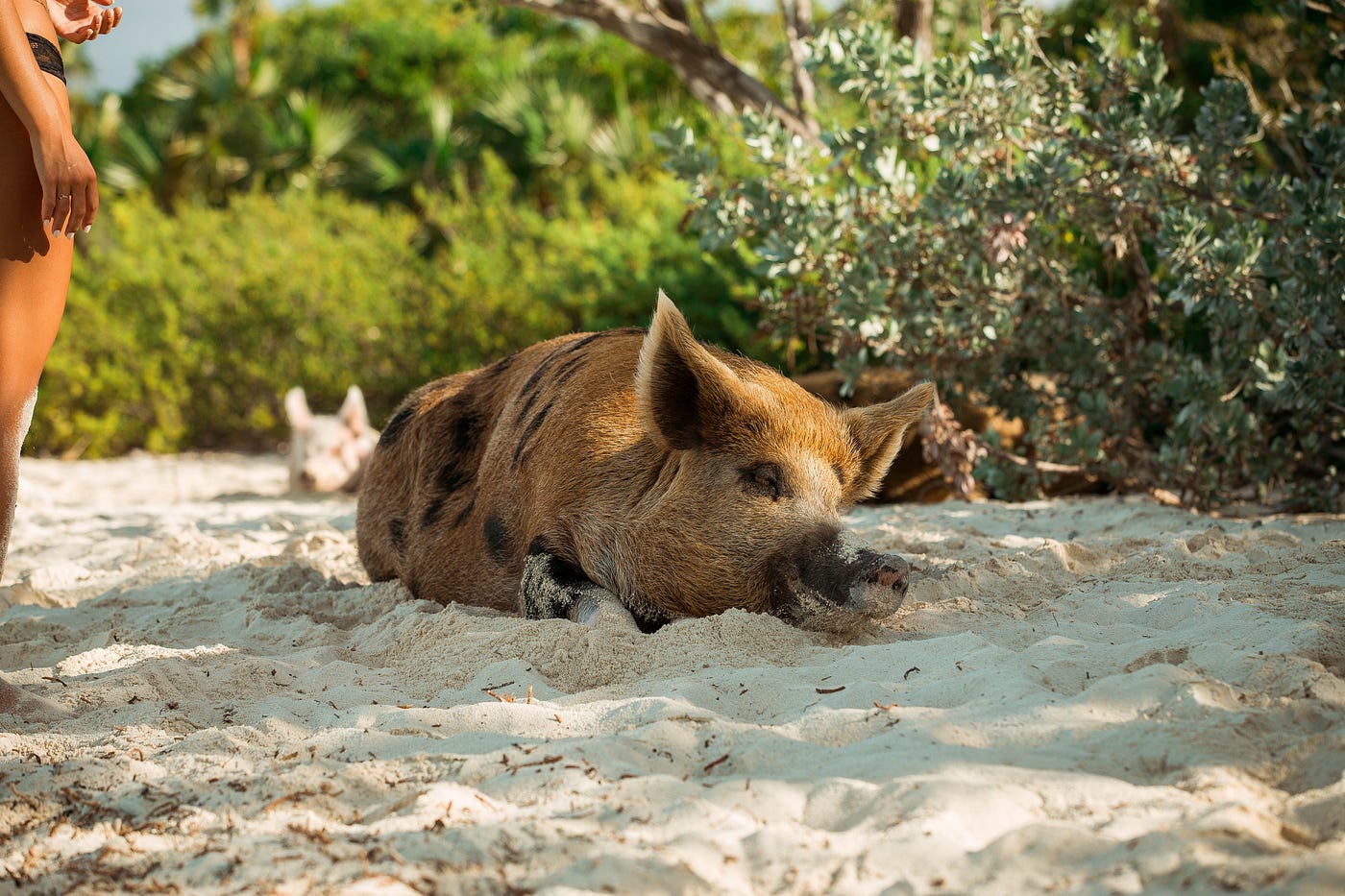 Boar J Adore