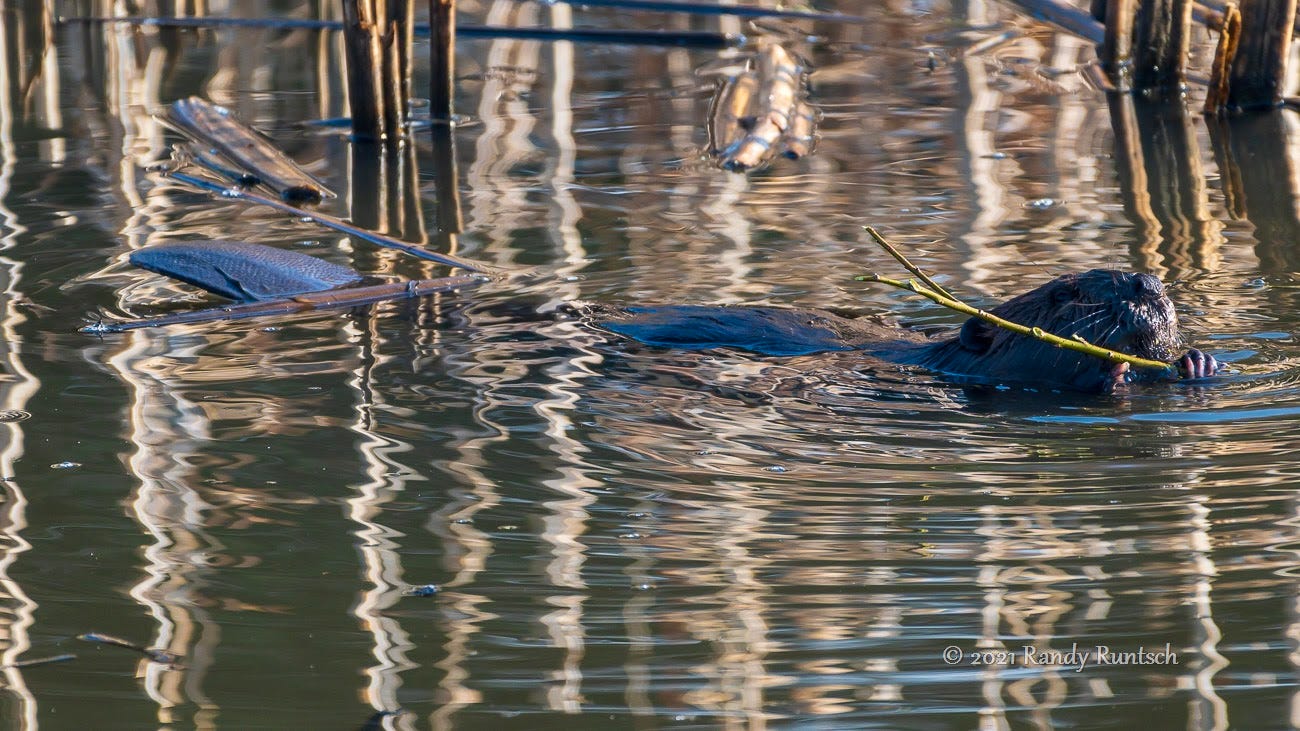 Breakfast with Beaver. Industrious beavers are a joy to watch… by