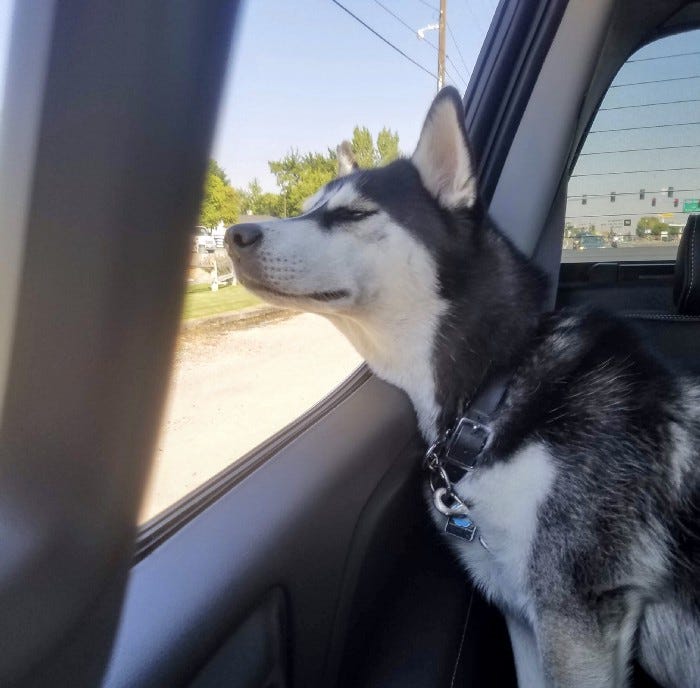 How To Keep A Siberian Husky Cool In The Summer