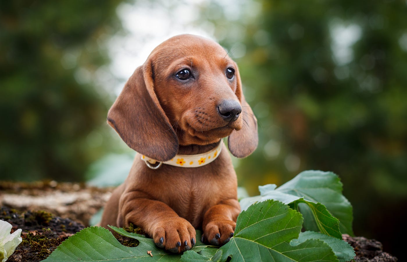 The most popular dog breeds in every state | by The b | The b | Medium