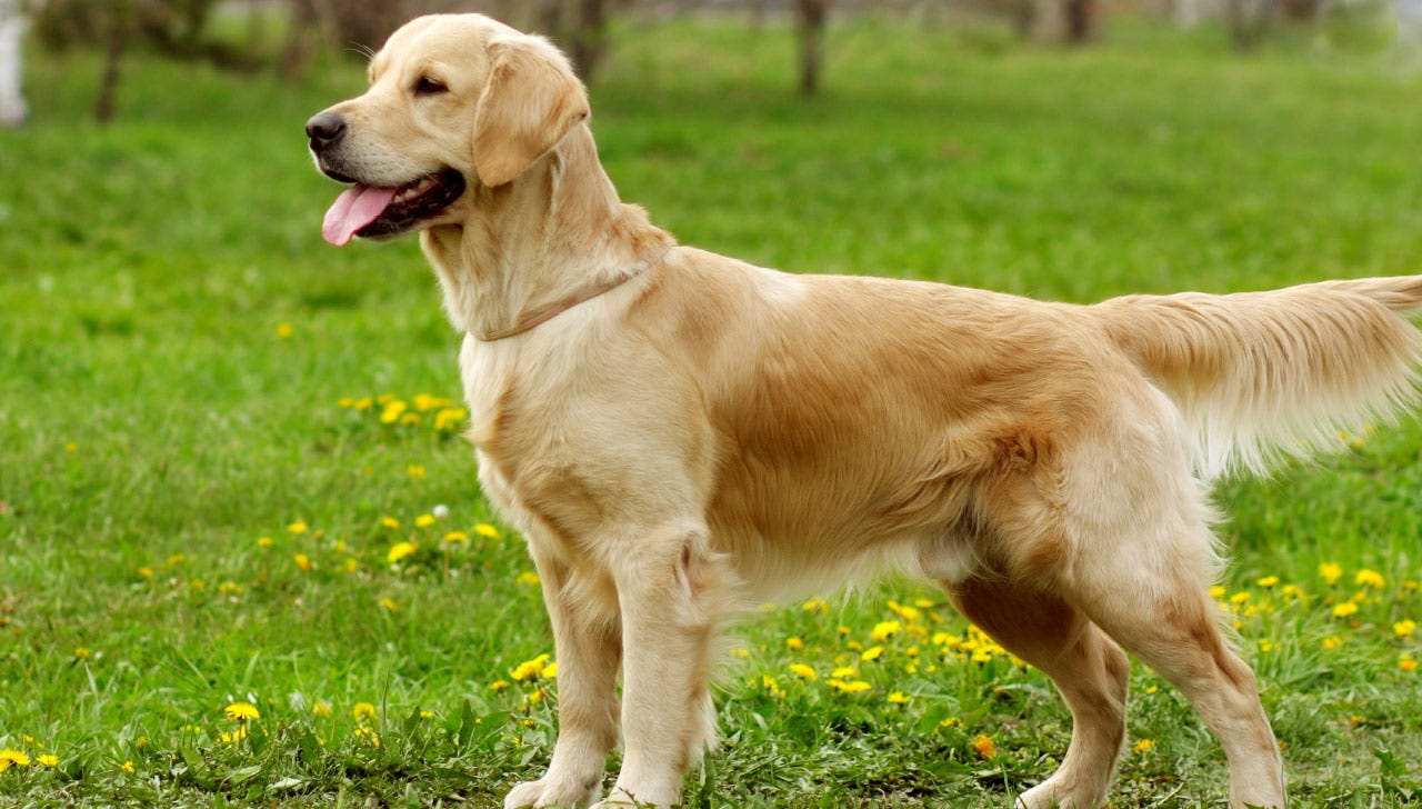 Dog Breeds And Their Political Affiliations By Amanda Curtis Nyu Local Dog Breeds And Their Political Affiliations By Amanda Curtis Nyu Local