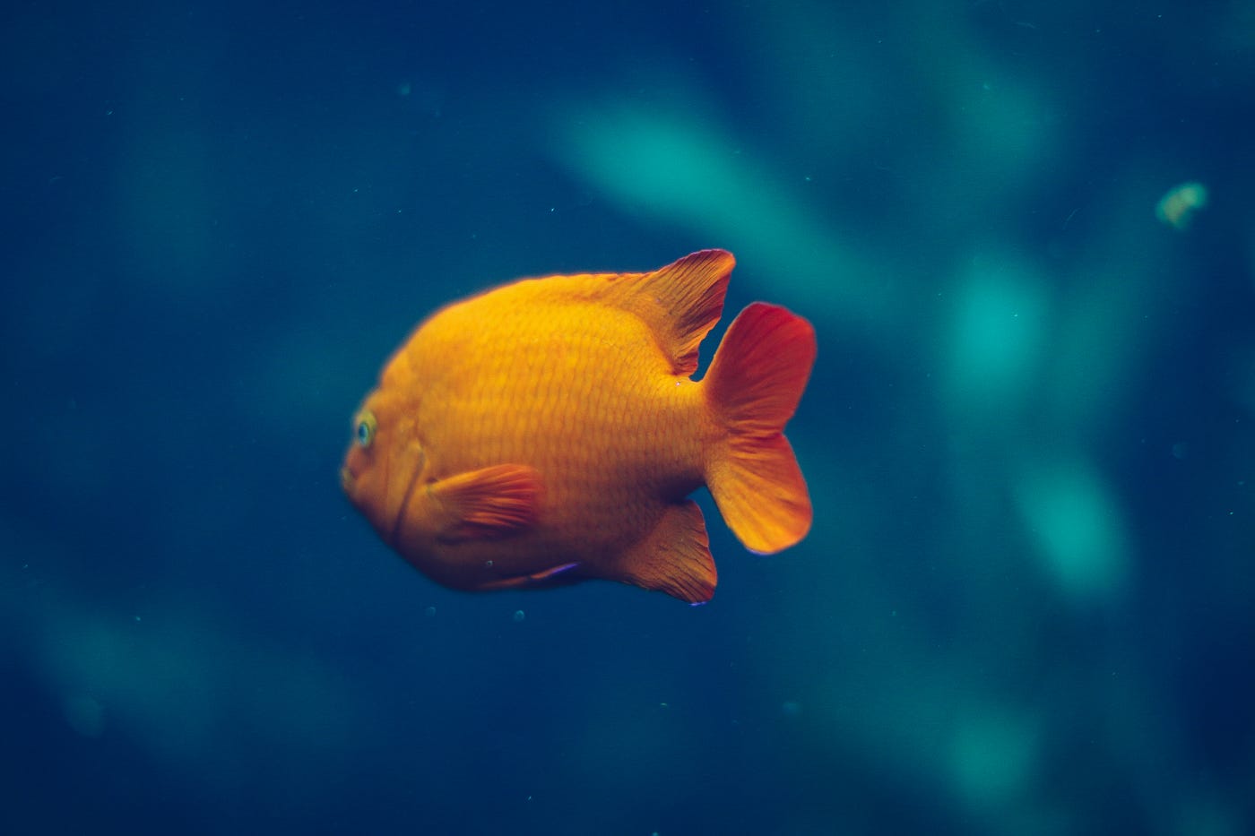 金魚都能懂的網頁設計 雜記 筆記30 天影片教學重點 By Chloe Lo Chloelo925 Medium