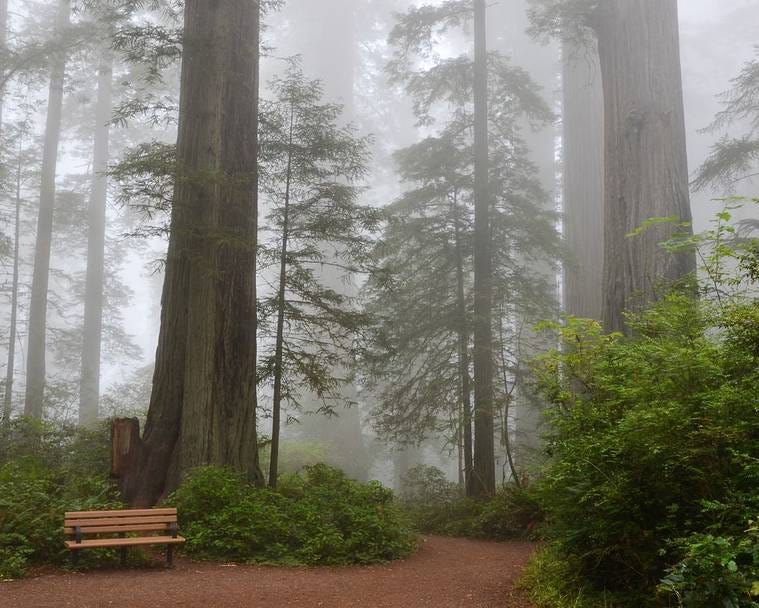 The Tallest Trees In The World For Those Of Us Who Love The Woods By Candide Medium