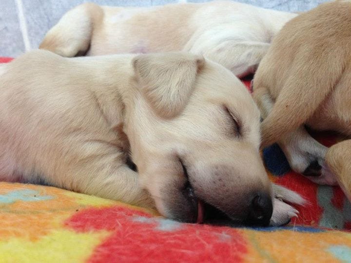 Qatar Airways asked to make flying with pets more affordable by