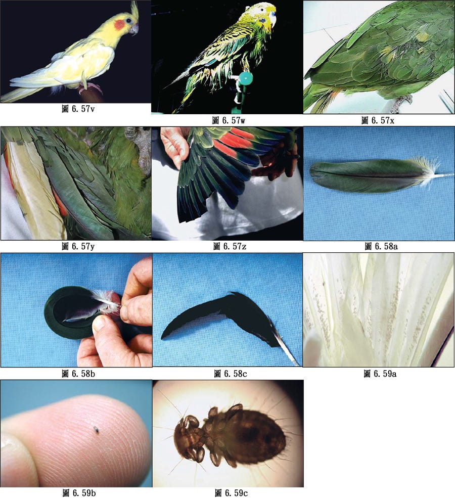 鳥資訊節錄翻譯 鳥體結構方面 1 以下內容未經同意請勿轉載 所有圖文內容並非做為商業用途 版權歸原作者所有 By Blorian Yang Medium